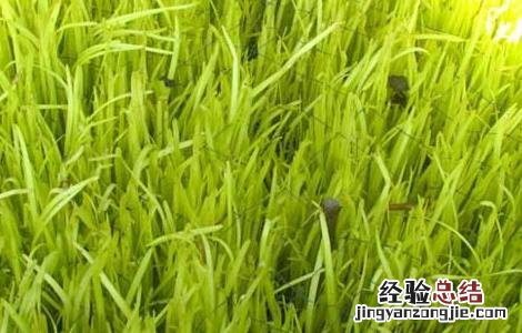 韭黄无土栽培技术 韭黄无土栽培技术和管理