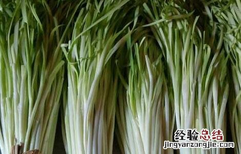 韭黄无土栽培技术 韭黄无土栽培技术和管理