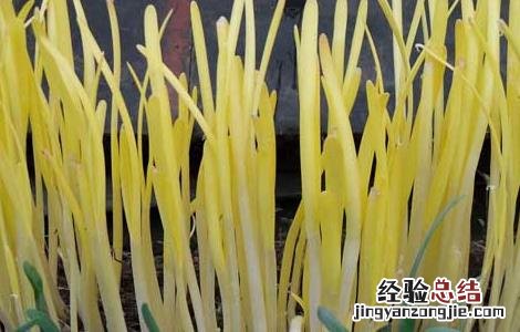 韭黄的种植方法和时间 韭黄的种植方法