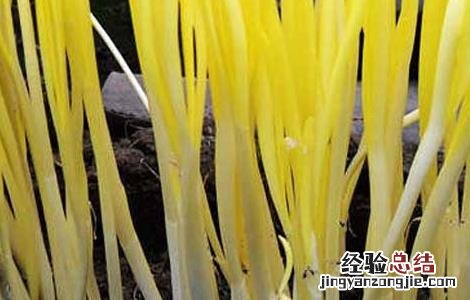 韭黄的种植方法和时间 韭黄的种植方法