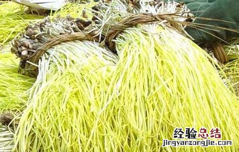 韭黄的种植方法和时间 韭黄的种植方法