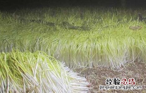 韭黄的种植方法和时间 韭黄的种植方法