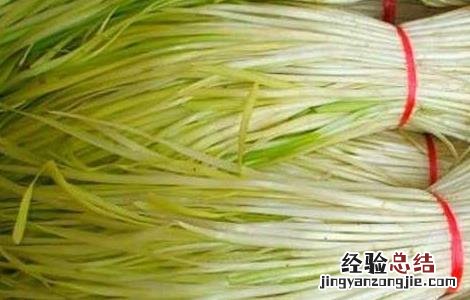 韭黄的种植方法和时间 韭黄的种植方法