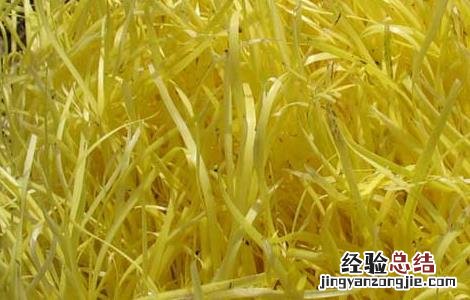 韭黄是韭菜吗 韭黄是韭菜吗图片