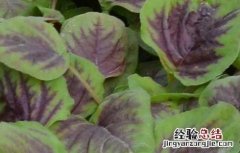 苋菜的种植技术 苋菜高产种植技术