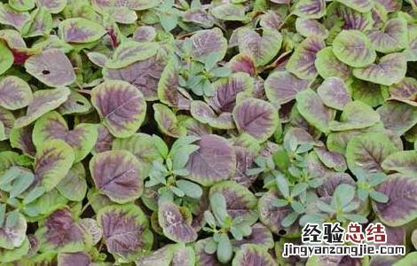 苋菜的种植技术 苋菜高产种植技术
