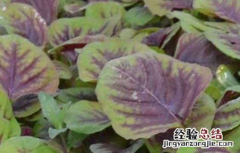苋菜的种植技术 苋菜高产种植技术