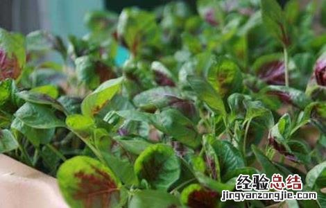 苋菜的种植技术 苋菜高产种植技术