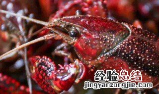 树龙虾曾灭绝的原因 树龙虾能不能吃