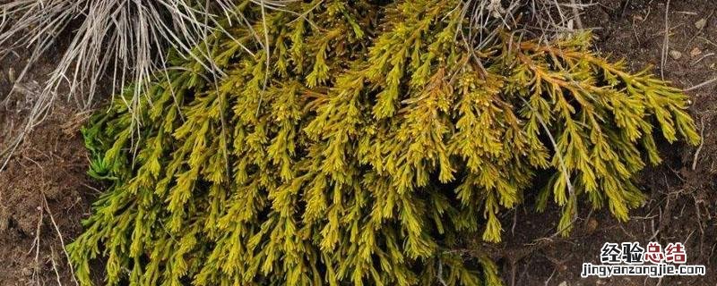 百蕊草种植的亩产量 百蕊草的种植技术及亩效益