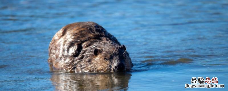 加拿大的国宝怎么画 加拿大的国宝