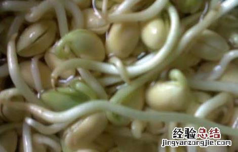 黄豆芽怎么发最快又好 黄豆怎么样才能发芽更快