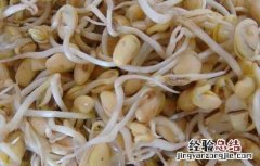 黄豆芽怎么发最快又好 黄豆怎么样才能发芽更快