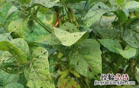 青仁黑豆种植技术与管理 青仁黑豆种植技术