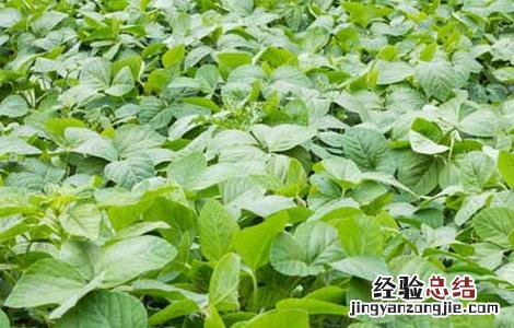 青仁黑豆种植技术与管理 青仁黑豆种植技术