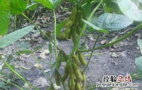 青仁黑豆种植技术与管理 青仁黑豆种植技术