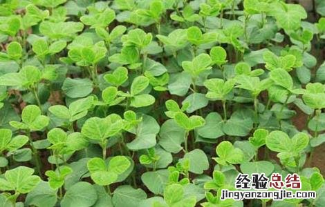 黑豆苗的种植方法和技术 黑豆苗的种植方法