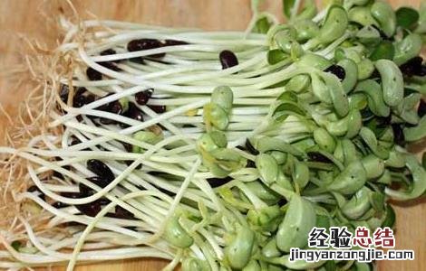 黑豆苗的种植方法和技术 黑豆苗的种植方法