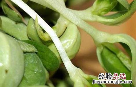 黑豆苗的种植方法和技术 黑豆苗的种植方法