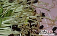 黑豆苗的种植方法和技术 黑豆苗的种植方法