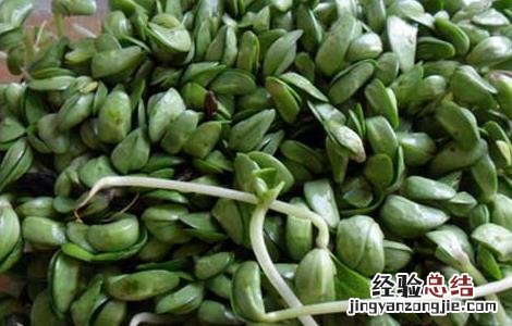 黑豆苗的种植方法和技术 黑豆苗的种植方法