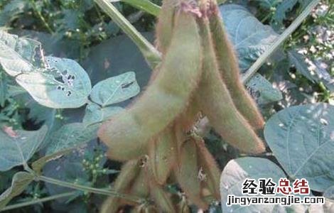 黑豆什么时候种植? 黑豆什么时候种植