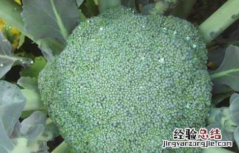 特种蔬菜有哪些品种名称 特种蔬菜有哪些品种