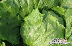 特种蔬菜有哪些品种名称 特种蔬菜有哪些品种
