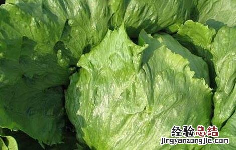 特种蔬菜有哪些品种名称 特种蔬菜有哪些品种