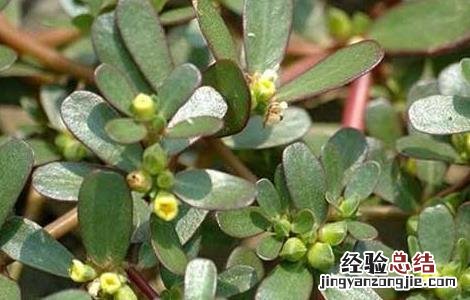 特种蔬菜有哪些品种名称 特种蔬菜有哪些品种