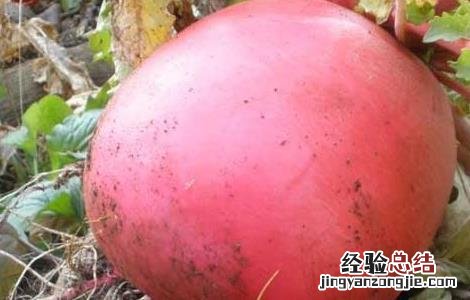 特种蔬菜有哪些品种名称 特种蔬菜有哪些品种