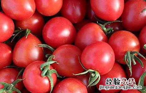 特种蔬菜有哪些品种名称 特种蔬菜有哪些品种