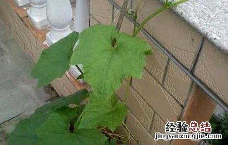 盆栽丝瓜的种植方法 盆栽丝瓜的种植方法和技术