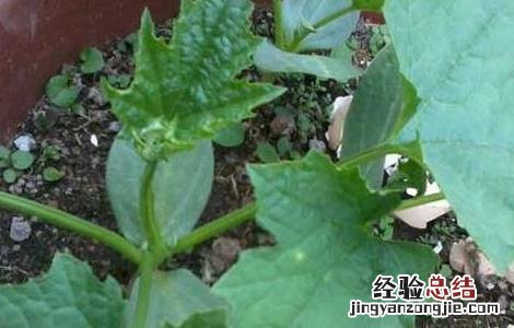 盆栽丝瓜的种植方法 盆栽丝瓜的种植方法和技术