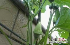 盆栽丝瓜的种植方法 盆栽丝瓜的种植方法和技术