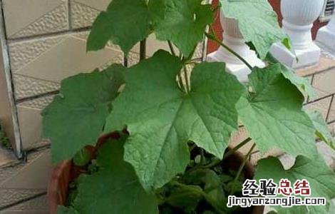 盆栽丝瓜的种植方法 盆栽丝瓜的种植方法和技术