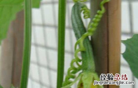 盆栽丝瓜的种植方法 盆栽丝瓜的种植方法和技术