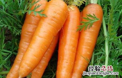 常见的碱性蔬菜有哪些 常见的碱性蔬菜有哪些种类