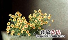 小盆栽小雏菊怎么种植 盆栽小雏菊怎么养
