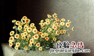 小盆栽小雏菊怎么种植 盆栽小雏菊怎么养