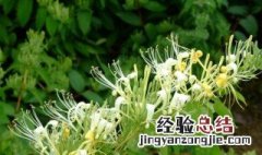 金银花根如何种植方法视频 金银花根如何种植方法