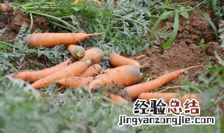 家庭种胡萝卜的方法 怎样种胡萝卜方法如下