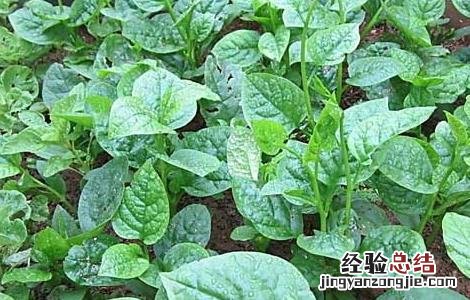 木耳菜什么时候种植南方 木耳菜什么时候种