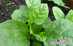 木耳菜什么时候种植南方 木耳菜什么时候种
