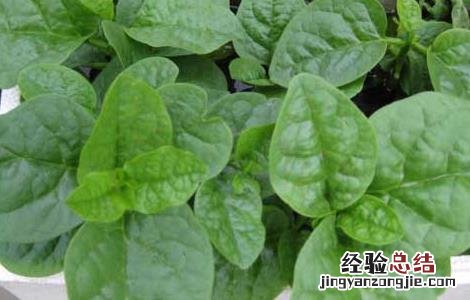 木耳菜什么时候种植南方 木耳菜什么时候种