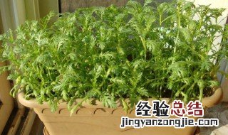 大叶茼蒿种植方法 茼蒿种植方法