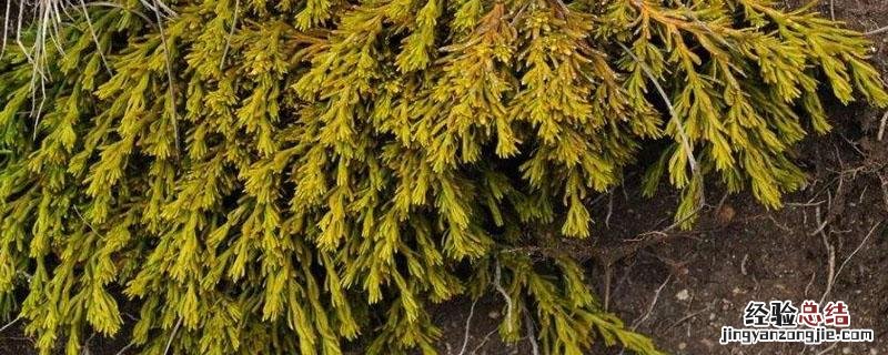 百蕊草的种植技术及亩效益 百蕊草一亩产量多少