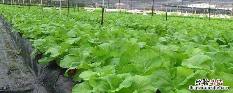 百菌清怎么兑水浇花 百菌清怎么兑水