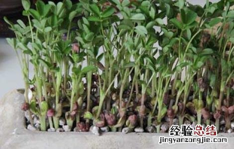 怎么种花生最好 盆栽花生怎么种才好