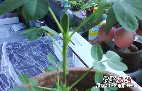 怎么种花生最好 盆栽花生怎么种才好
